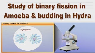 Study of binary fission in Amoeba amp budding in Hydra  10th Science Lab [upl. by Hsreh]