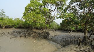 सुंदरबन डेल्टा के बारे में सभी महत्वपूर्ण जानकारियां। sunderban delta in hindi । [upl. by Aniuqal]