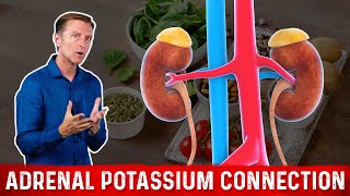 The Adrenal Gland and Potassium Connection – DrBerg [upl. by Schlicher]