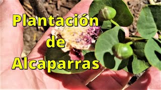 Plantación de Alcaparras Seguimiento y cuidados 1er año [upl. by Holmen]