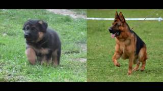 German shepherd puppies for sale Vršac Vojvodina Serbia [upl. by Supple]