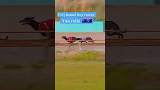 Greyhound dog racing Australia 🇦🇺🇦🇺 [upl. by Byrd]