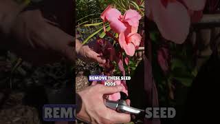 😉How To Deadhead Canna Lilies✂️ shorts garden flowergardening [upl. by Uball]