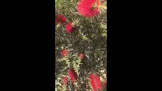 شجرة فرشاة الزجاج Callistemon viminalis 2 [upl. by Gardal344]