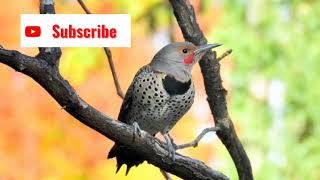 Flicker Woodpecker Call Video Bird Songs Eastern North AmericaNorthern Flicker Song Nature Sounds [upl. by Kemppe813]