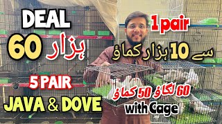 60 ہزار لگاؤ 50 ہزار کماؤ Deal 60 Hazar  5 pair Java pied dove  1 pair feasibility  Best Business [upl. by Kcyred497]