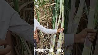 KARYON ORGANIC karyon agriculture ghanshyam farmer farming [upl. by Haney]