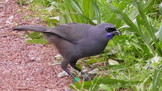 Tiritiri Matangi Island Sanctuary  New Zealand [upl. by Zwart]