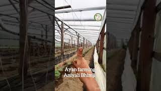 ટમાટર ની ખેતી tomato farming Tomato farming milchigbad ટમાટરનીખેતી [upl. by Sallie866]