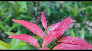 how to propagate Syzygium plant from cutting🌿🌿garden plants youtube youtubeshorts [upl. by Cornia354]