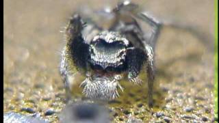 Jumping spider mating ritual with sound Habronattus coecatus [upl. by Womack615]