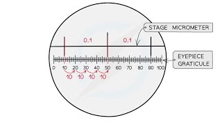 How to calculate the size of one small division of the eyepiece graticule scale by calibration [upl. by Lalat456]