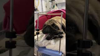 Short story on brachycephalic positioned for surgery [upl. by Aissyla]