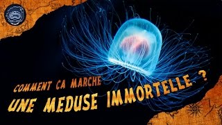 Quels sont les secrets des méduses immortelles   CURIOCEAN 10 [upl. by Ahsytal]