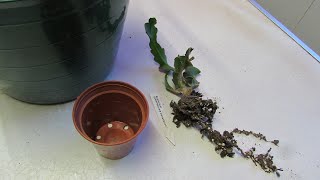 Epiphyllum guatemalense monstrose Cactus  Care Tips amp Potting up  Curly Locks Orchid Cactus [upl. by Ryon]