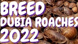 How To Breed DUBIA ROACHES 2022  New Tricks [upl. by Aihsiek]