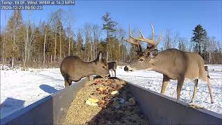 Doe makes way for the buck at the trough  Brownvilles Deer Pantry [upl. by Llerrit]