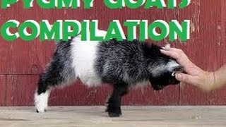 Baby Pygmy Goats CompilationCabritas pigmeas Compilacion [upl. by Perusse]