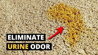 How to Remove PET URINE ODOR From Carpet Using Enzymes [upl. by Enelrats791]