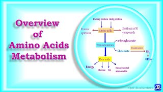 Overview of Amino Acid Metabolism [upl. by Ennazzus]