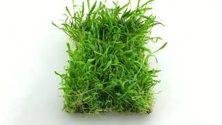 Lilaeopsis carpeting aquarium plant  great for beginners [upl. by Alyose695]