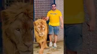 Mian saqib with pet lion lion lionking shorts shortvideo [upl. by Helas]