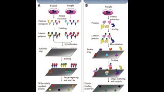 Protein Microarray Part 2 Types of Protein Microarray Applications and challenges [upl. by Leonerd]