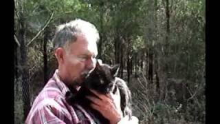 Caboodle Ranch It Had to be You Cat Video [upl. by Roscoe]