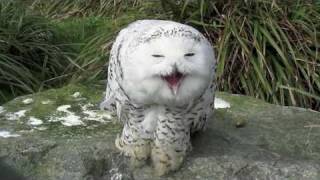 Snowy Owl  Dublin Zoo [upl. by Zolly53]