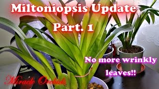 Miltoniopsis Update Part 1  Is semi hydro working [upl. by Alithia651]