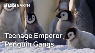 The Fight to Feed Penguin Chicks  Natural World Wild Mothers and Babies  BBC Earth [upl. by Ydrah]