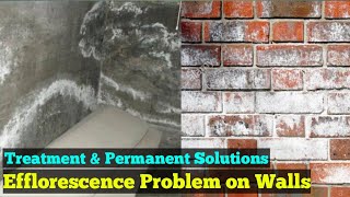 Efflorescence Effect amp Treatment  How to Remove Efflorescence from Brick [upl. by Mellar]