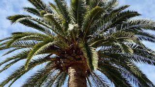 Phoenix canariensis  Características  Picudo rojo Rhynchophorus ferrugineus Olivier [upl. by Paolina]