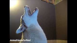 Siberian Husky Howling Compilation [upl. by Dafodil]