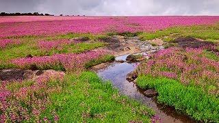 कास पठार Valley of Flowers of Maharashtra  Kaas plateau [upl. by Pavla875]