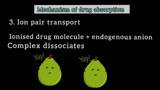 Mechanisms of drug absorption Transcellular paracellular and vesicular transport [upl. by Ylime]