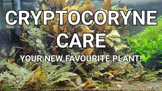 Cryptocoryne Care Guide  Crypt Melt Planting Trimming And Propagating Your Crypts [upl. by Rochemont]