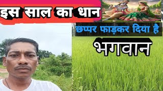 इस साल का धान 😀छप्पर फाड़कर दिया है भगवान 🙏shyam bhaina vlogs vlogs video is saal ka dhan 🙏🙏🙏🙏🙏🙏🙏 [upl. by Nyladgam]