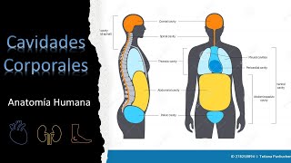 Cavidades Corporales del Cuerpo Humano [upl. by Norrej798]