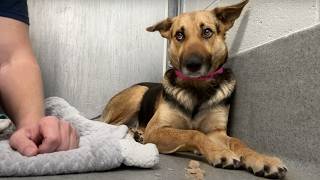 Mini German Shepherd abandoned at Home Depot Watch when she’s told she’s a good girl for first time [upl. by Led793]