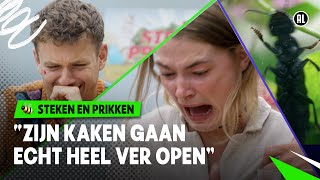 BIJTENDE STINKKEVER RUIKT NAAR ZWEETSOKKEN 🤢  Steken en Prikken  S4 9 NPO Zapp [upl. by Anahsak]