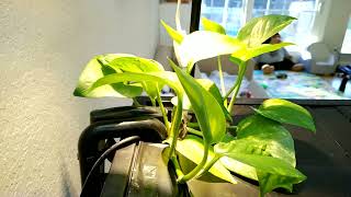 Pothos in aquarium growth time lapse 48 hours [upl. by Rebba]