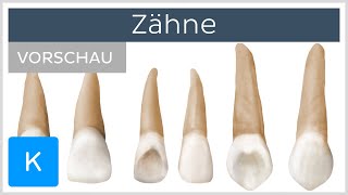 Übersicht über die Zähne Vorschau  Anatomie des Menschen  Kenhub [upl. by Nett436]