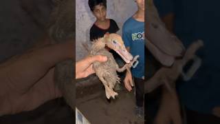 Battakh 🦆 ka bacha gift mila  बत्तख का बच्चा गिफ्ट में मिला  petsman duck petsvlog minizoo [upl. by Nnaik]