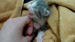 New Born Kitten Umbilical Cord attached [upl. by Haonam]