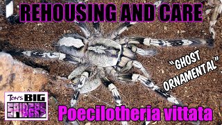 Poecilotheria vittata quotGhost Ornamentalquot Rehousing and Care [upl. by Neenej]