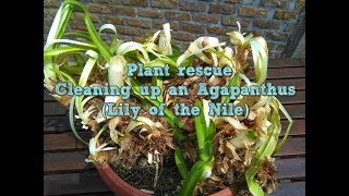 Agapanthus Lily of the nile rescue and clean up [upl. by Swane]