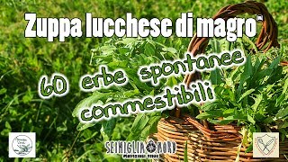 60 erbe spontanee commestibili elenco piante ad uso alimentare [upl. by Alma22]