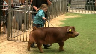 Tippecanoe County 4H Fair holds Mini Livestock Show [upl. by Alameda]