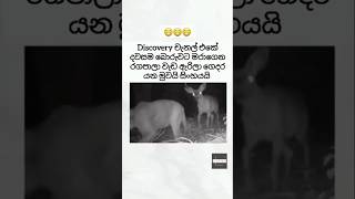 රැවටුනා නොවෙ විශ්වාස කලා 🙂😅💔🙏 viralvideo [upl. by Ezaria]